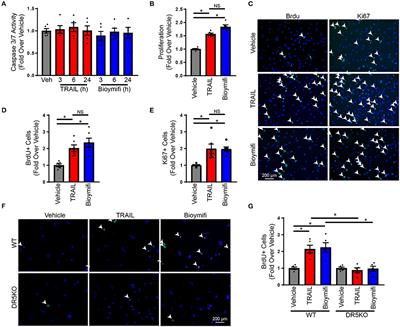 A Dual Role for Death Receptor 5 in Regulating Cardiac Fibroblast Function